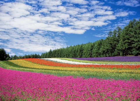 Field of colourful flowers